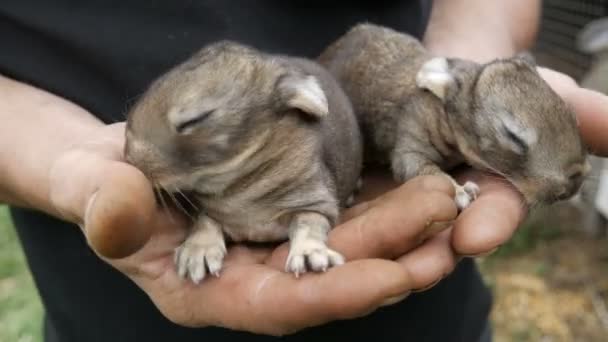 Bondehandjur som håller små blinda nyfödda kaniner eller harar på gården. — Stockvideo