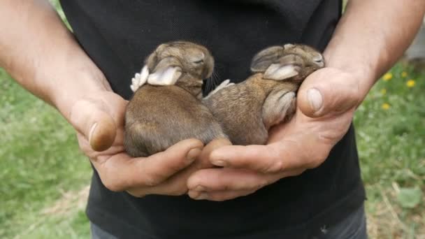 Männliche Bauernhände mit kleinen blinden neugeborenen Kaninchen oder Hasen auf dem Hof. — Stockvideo