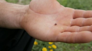 Tehlikeli kahverengi kene Ixodida, doğadaki erkek bir çiftçinin elinde sürünüyor.