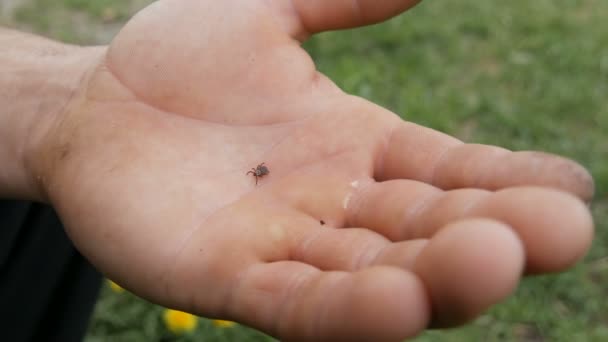 Gevaarlijke bruine teek Ixodida kruipt op de hand van een mannelijke boer in de natuur — Stockvideo