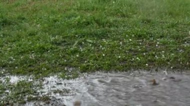 Dolu yeşil çimlere düşer. İklim değişikliği. Yerde küçük buz parçaları var. Şiddetli sağanak yağmur ve dolu fırtınası arka planda yeşil çimlere düşüyor. Çamur birikintisinin yanında.