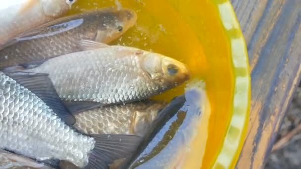 Peixes de água doce vivos recentemente capturados em uma tigela amarela de plástico — Vídeo de Stock