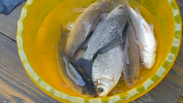 플라스틱노란 그릇에 살아 있는 민물 물고기를 황급 히잡다 — 비디오