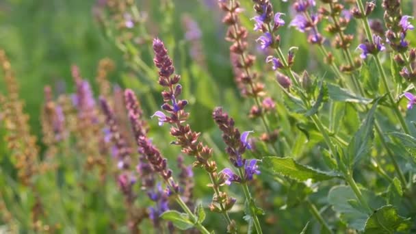 Mooie bloeiende lavendelbloemen in het wild in de velden — Stockvideo