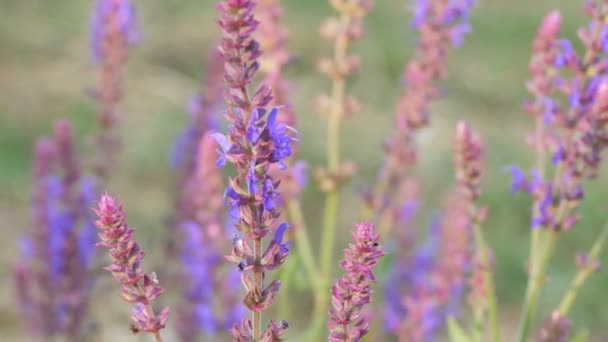 Hermosas flores de lavanda en flor en la naturaleza en los campos — Vídeo de stock