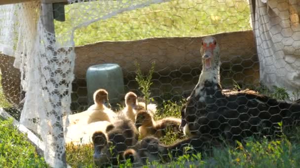 Pequeños polluelos recién nacidos de patitos y su gallina madre de pato en un recinto especial para pájaros en una cálida noche de verano sobre un fondo de hierba verde . — Vídeo de stock