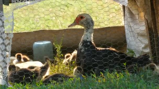 Małe nowo narodzone pisklęta kacząt i ich kaczka matka kura w specjalnej obudowie dla ptaków w ciepły letni wieczór na tle zielonej trawy. — Wideo stockowe