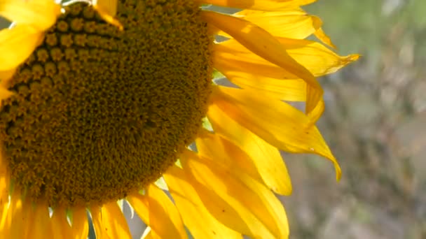 Hermoso atardecer rojo en el campo con girasoles jóvenes en flor en verano — Vídeos de Stock