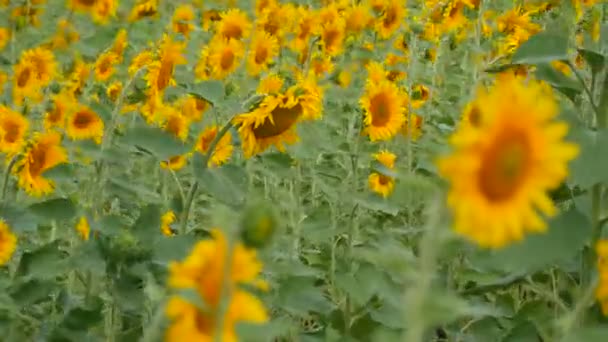 Beau coucher de soleil rouge sur le terrain avec de jeunes tournesols en fleurs en été 