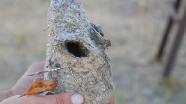 Las manos masculinas sostienen un interesante nido inusual de aves reales de un pequeño pájaro en la naturaleza — Vídeos de Stock