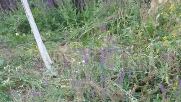 Дикий квітучий лавандовий у дворі, який коситься вручну — стокове відео