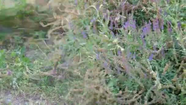 Lavanda selvagem florescendo no pátio que é cortado com uma foice manual — Vídeo de Stock