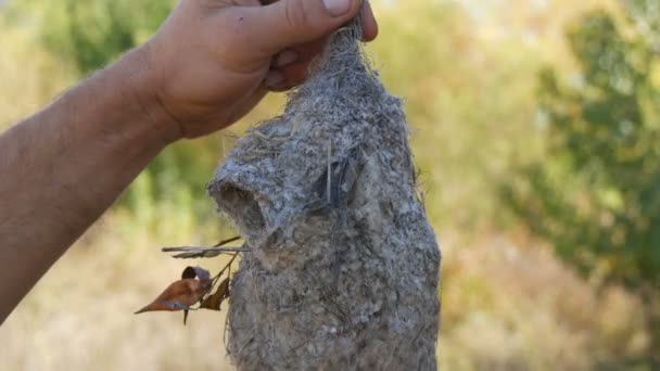 Las manos masculinas sostienen un interesante nido inusual de aves reales de un pequeño pájaro en la naturaleza — Vídeo de stock