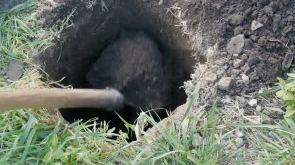 Een grote vintage oude spade graaft een gat in de grond — Stockvideo