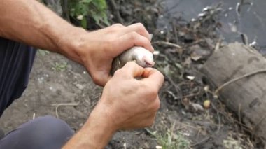 Bir balıkçının güçlü elleri, gölün arka planına karşı canlı canlı bir balığı elinde tutar ve ağzından bir olta kancası çıkarır.