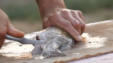 Erkek bir balıkçının güçlü elleri, doğanın güzel manzaralı günbatımında masada küçük bir bıçakla büyük tatlı su haçı balıklarını kesiyor.