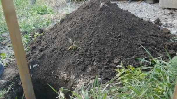 A large vintage old spade digs a hole in the ground — Stock Video