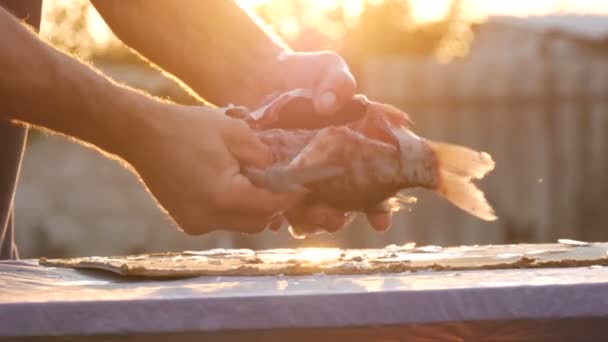 Macho manos fuertes de un pescador limpia pescado vivo recién capturado abre el estómago y saca las tripas y el caviar en una hermosa puesta de sol escénica en la naturaleza — Vídeos de Stock