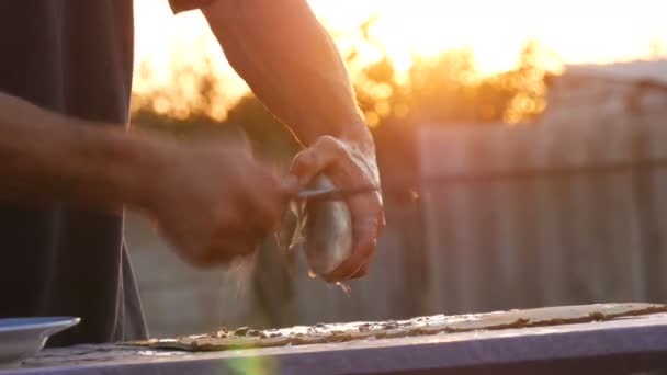 Male strong hands of a fisherman stuns with a blow to the head with a knife freshly caught live fish in a beautiful scenic sunset on nature — Stock Video