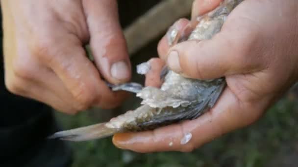 Macho manos fuertes de un pescador limpia peces vivos recién capturados de escamas vista de cerca — Vídeo de stock