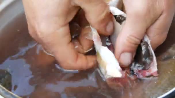 Τα αρσενικά δυνατά χέρια ενός ψαρά πλένουν το εσωτερικό του φρεσκοαλιευμένου ζωντανού ψαριού σε ένα τηγάνι με νερό δίπλα σε άλλα ψάρια. — Αρχείο Βίντεο