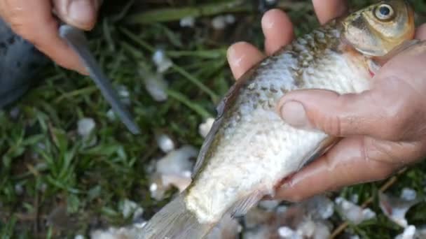 Mãos fortes masculinas de um pescador corta a cabeça com uma faca peixe vivo recentemente capturado vista de perto — Vídeo de Stock