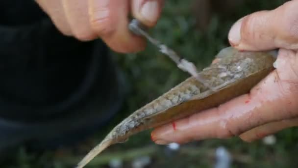 Mãos fortes masculinas de um pescador limpa peixes vivos recém-capturados de escamas vista de perto — Vídeo de Stock