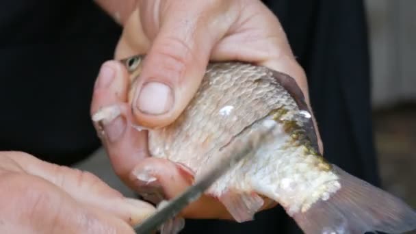 Männliche starke Hände eines Fischers säubern frisch gefangene lebende Fische von der Schuppe Nahaufnahme — Stockvideo