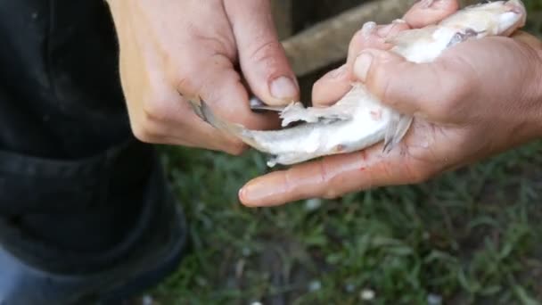 Maschio mani forti di un pescatore pulisce pesce vivo appena catturato da scale vista da vicino — Video Stock
