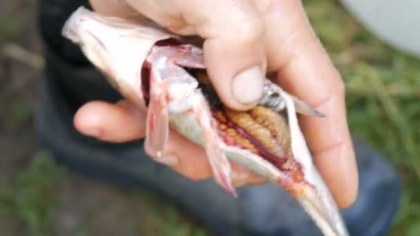 Macho manos fuertes de un pescador limpia pescado vivo recién capturado abre el estómago y saca las tripas y caviar vista de cerca — Vídeos de Stock