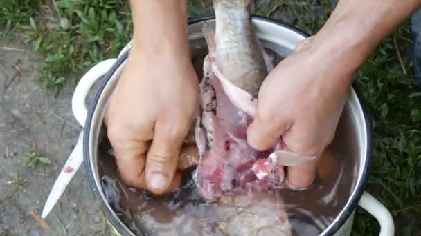 Mãos fortes masculinas de um pescador limpa peixes vivos recém-capturados abre o estômago e tira as tripas e caviar vista de perto — Vídeo de Stock