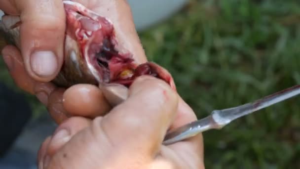 Homme mains fortes d'un pêcheur coupe la tête avec un couteau fraîchement pêché poissons vivants vue de près — Video