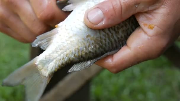 Maschio mani forti di un pescatore pulisce pesce vivo appena catturato da scale vista da vicino — Video Stock