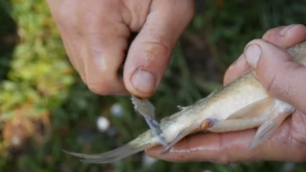 Manliga starka händer av en fiskare rengör nyfångad levande fisk från fjäll närbild — Stockvideo