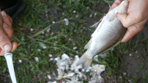 Mãos fortes masculinas de um pescador limpa peixes vivos recém-capturados abre o estômago e tira as tripas e caviar vista de perto — Vídeo de Stock