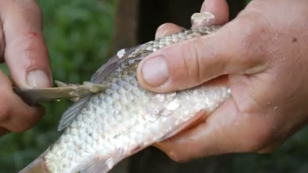 Man sterke handen van een visser reinigt vers gevangen levende vis van schubben van dichtbij bekijken — Stockvideo