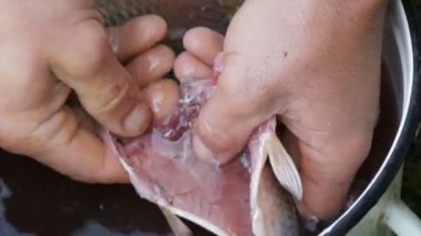 Balıkçının güçlü elleri, yeni yakalanan balıkların içini suyla birlikte bir tavada yıkıyor.