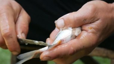 Balıkçının güçlü erkek elleri yakın mesafeden taze canlı balık yakalar.