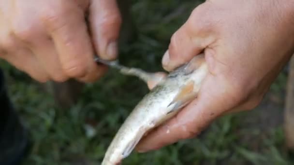 Mãos fortes masculinas de um pescador limpa peixes vivos recém-capturados de escamas vista de perto — Vídeo de Stock