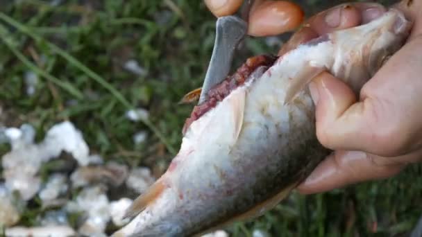 Чоловічі сильні руки рибалки очищають свіжозловлену живу рибу, відкриваючи шлунок і виймаючи вуса та ікру крупним планом — стокове відео