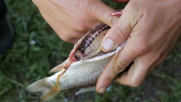 Male strong hands of a fisherman cleans freshly caught live fish opens the stomach and takes out the guts and caviar close up view — Stock Video