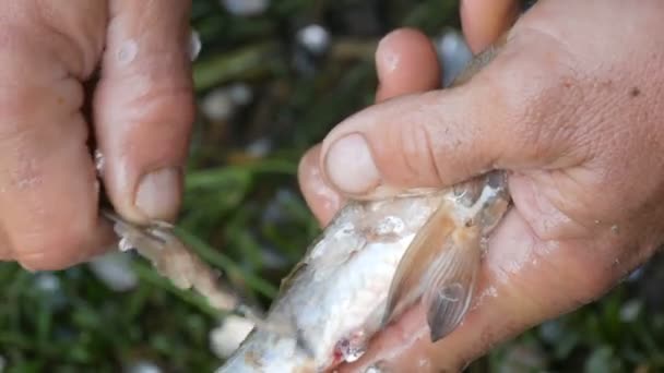 Homme mains fortes d'un pêcheur nettoie les poissons vivants fraîchement capturés des écailles vue de près — Video