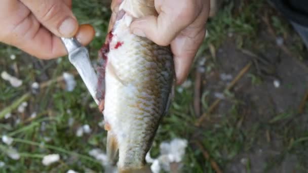 Maschio mani forti di un pescatore pulisce pesce vivo appena catturato apre lo stomaco e tira fuori le budella e caviale vista da vicino — Video Stock