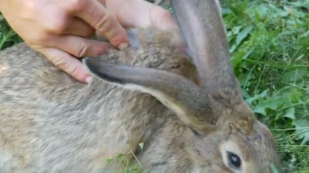 Vorbeugende Impfung von Kaninchen mit einer Spritze und einem speziellen Medikament gegen Krankheiten. Männliche Hände spritzen dem Widerrist eines Kaninchens oder Hasen eine Spritze — Stockvideo