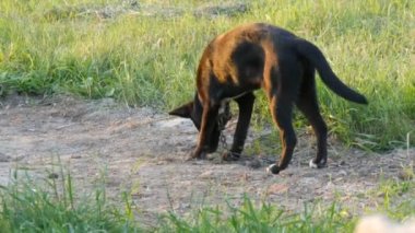 Metal zincirdeki komik siyah köpek bahçedeki yerden bir şeyler yiyor.