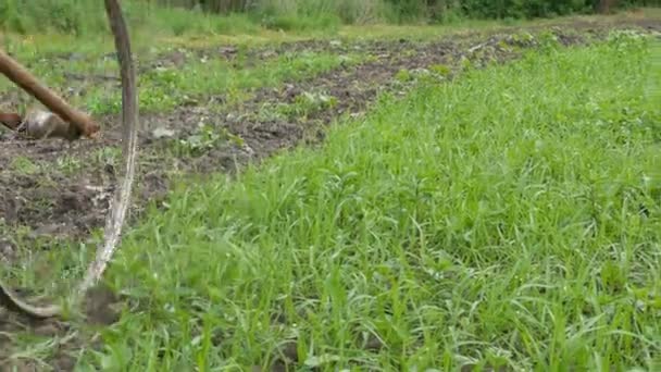 Starý způsob, jak vymýtit zemi z plevele. Železný vrtulník odstraňuje trávu ze země. Farmářský zahradník vyhrabává plevel — Stock video