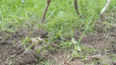 Toprağı yabani otlardan temizlemenin eski bir yolu. Demir helikopter yerdeki otları temizler. Çiftçi bahçıvan yabani otları kazıyor.