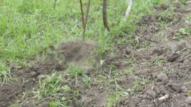 Toprağı yabani otlardan temizlemenin eski bir yolu. Demir helikopter yerdeki otları temizler. Çiftçi bahçıvan yabani otları kazıyor.