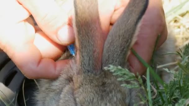 Preventive vaccination of rabbits with an injection of a syringe and a special medicine against diseases. Male hands give an injection to the withers of a rabbit or a hare — Stock Video