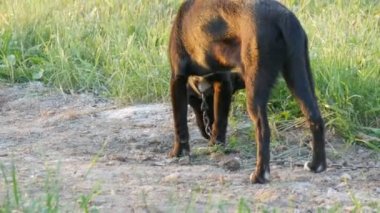 Metal zincirdeki komik siyah köpek bahçedeki yerden bir şeyler yiyor.